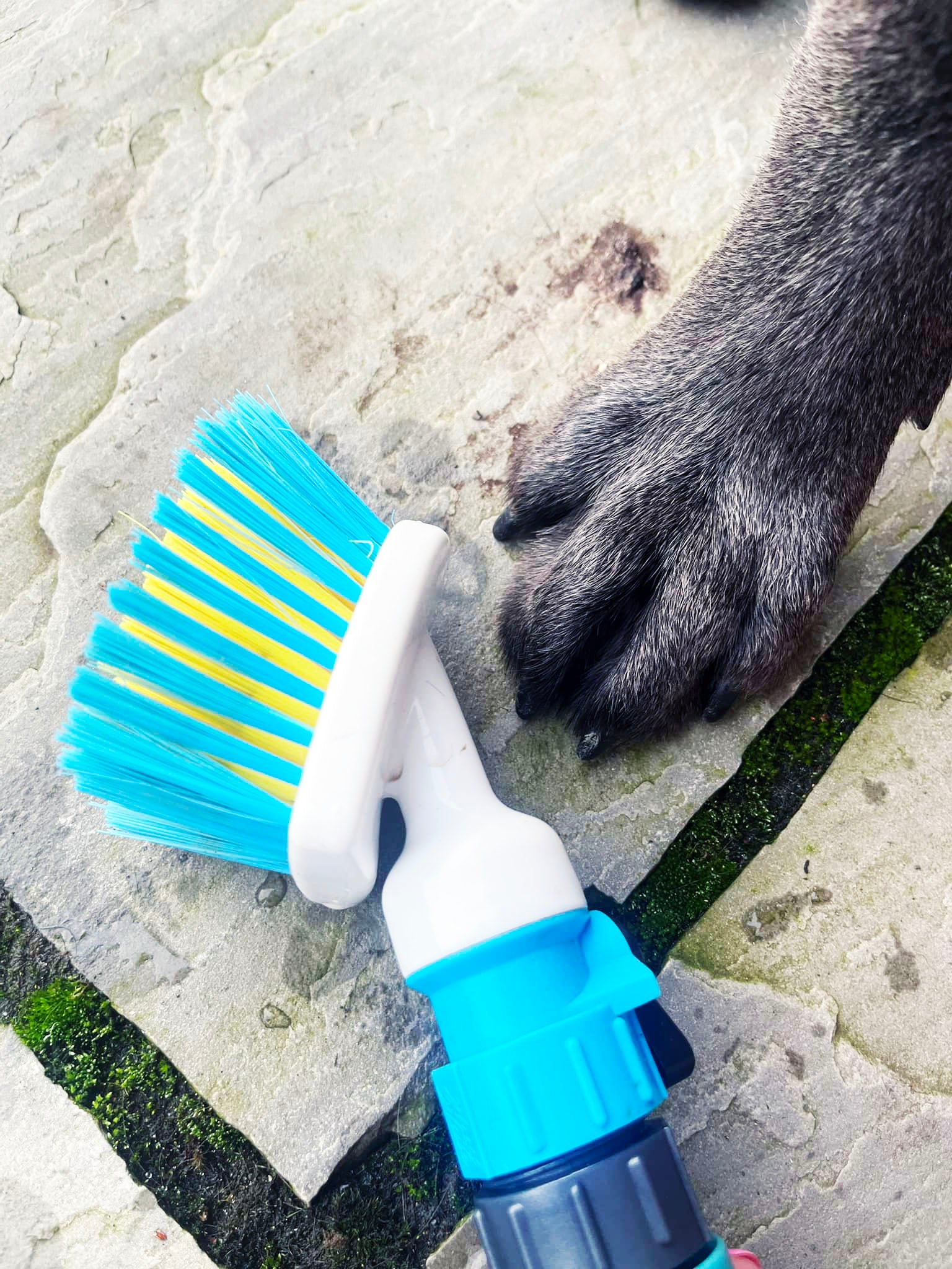 Paw Mate, clean your furry (and human) paws with ease